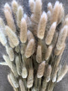 Bunny Tail - 100 Natural // Preserved Dried & Bleached Bunny Tail Boho Wedding Flowers // Dried Flowers // Home Decor - CaliforniaFlowerGrowers.com